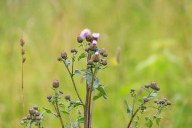 Bulanık bir arka plan üzerinde bir devedikeni yakın çekim çiçeklenme