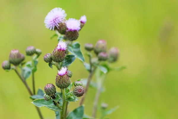 Inflorescencia de un primer plano de cardo sobre un fondo borroso — Foto de Stock