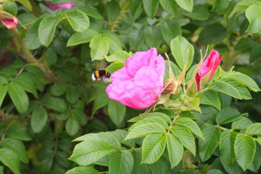 Çiçek ve briar yaprakları ve bumblebee.