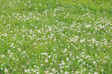 Karışık otlu yeşil bir alanın parçası.