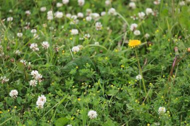 Karışık otlu yeşil bir alanın parçası.