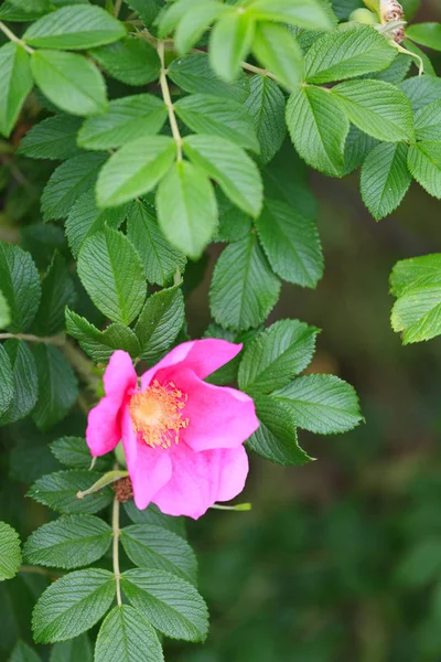 Flower and foliage of dogrose in the wilting phase. — Stock Photo, Image