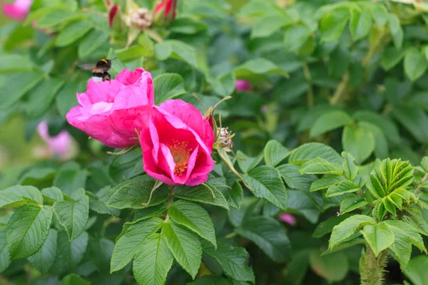 Flor e briar folhagem e abelha . — Fotografia de Stock