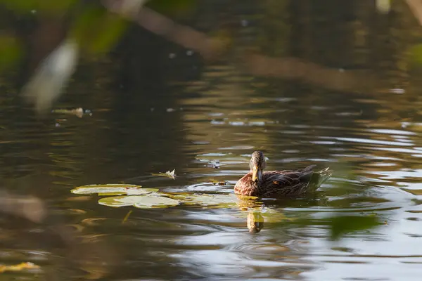Pato no lago no quadro dos ramos fora lavados, perto - — Fotografia de Stock
