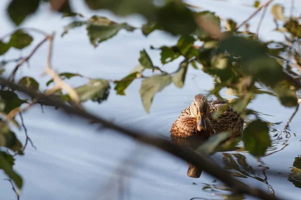 Pato en el lago en el marco de las ramas lavadas, cerca - — Foto de Stock