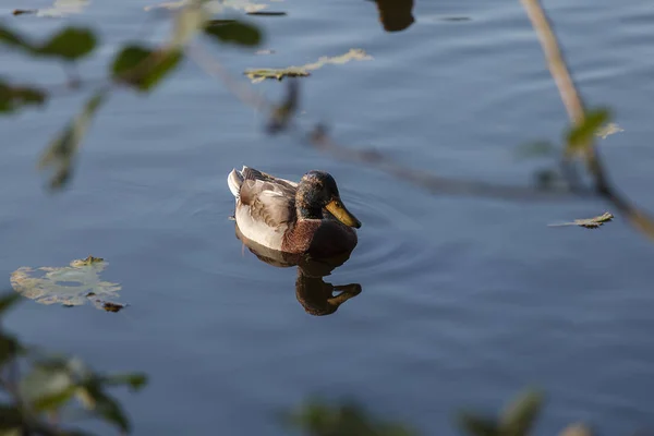 Pato en el lago en el marco de las ramas lavadas, cerca - — Foto de Stock