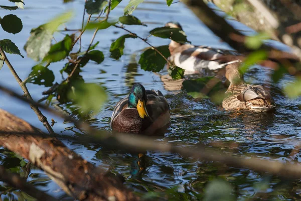 Pato en el lago en el marco de las ramas lavadas, cerca - — Foto de Stock