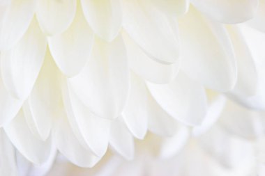 Beyaz bir arka plan üzerinde beyaz krizantem yakın çekim yaprakları.