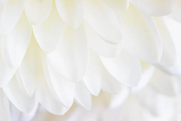 Blütenblätter einer weißen Chrysantheme in Nahaufnahme auf weißem Hintergrund. — Stockfoto