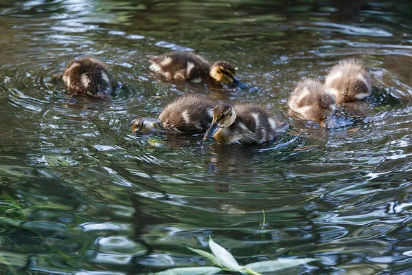 Pato Com Patinhos Superfície Lagoa — Fotografia de Stock