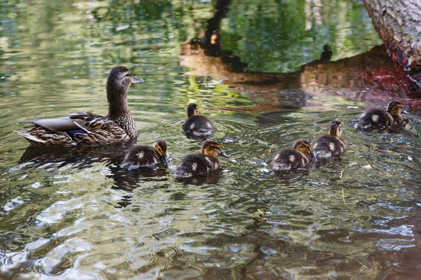 Duck Ducklings Surface Pond — Stock Photo, Image