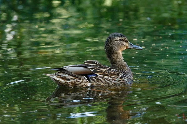 A duck in a pond, with waves on the surface of the water.