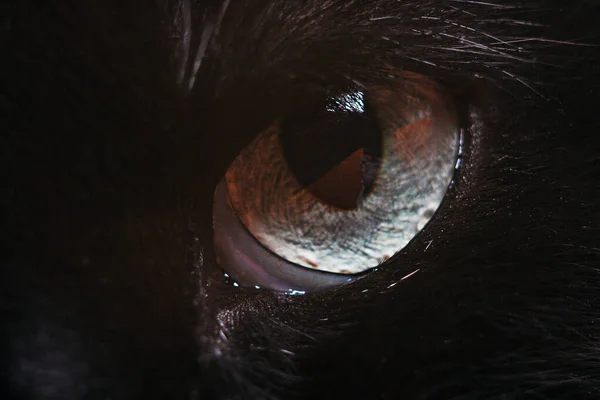 Yellow eye of a black cat, close up