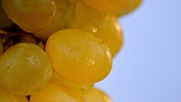 Close-up tiro de uvas amarelas em um backrgound céu — Vídeo de Stock