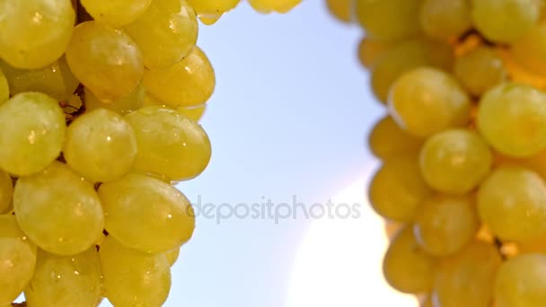 Крупный план жёлтого винограда на фоне неба — стоковое видео