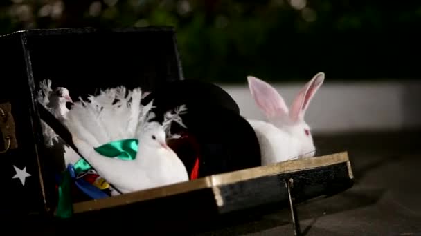 Волшебный фокус с кроликом и голубями — стоковое видео