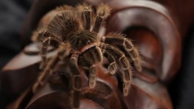 Ateş Spider.Studio