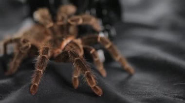 Ateş Spider.Studio