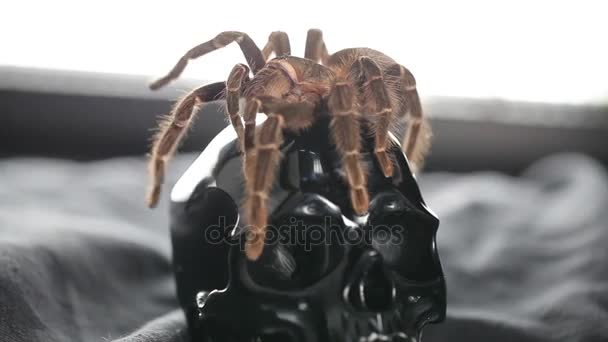 Ateş Spider.Studio — Stok video