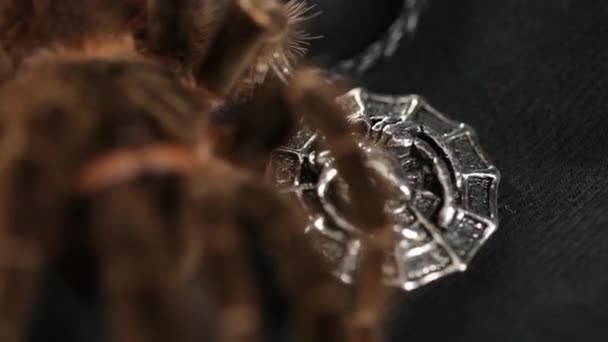 Spider.Studio girato — Video Stock
