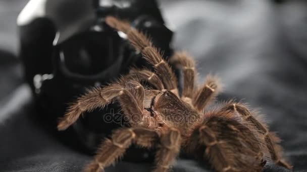 Spider.Studio shot — Stock Video