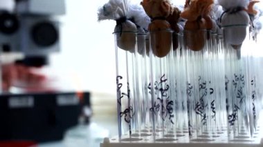 Tıbbi Laboratuar içinde