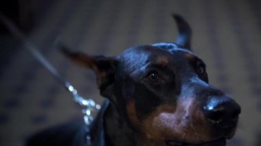 Kötü Doberman kabuğu