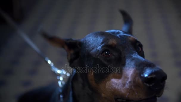 Evil Doberman bark — Stock Video