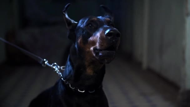 Kötü Doberman kabuğu — Stok video