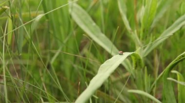 Uğur böceği tarar bir tesisi