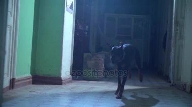 Karanlıkta runing doberman