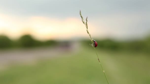 Ladybird merangkak pada tanaman — Stok Video