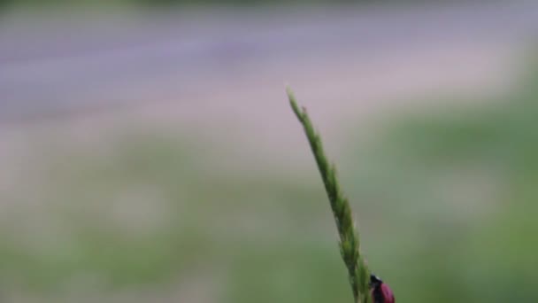 Coccinella striscia su una pianta — Video Stock