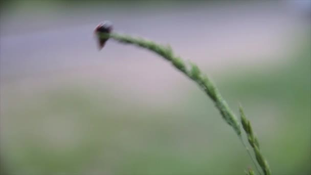 Coccinella striscia su una pianta — Video Stock