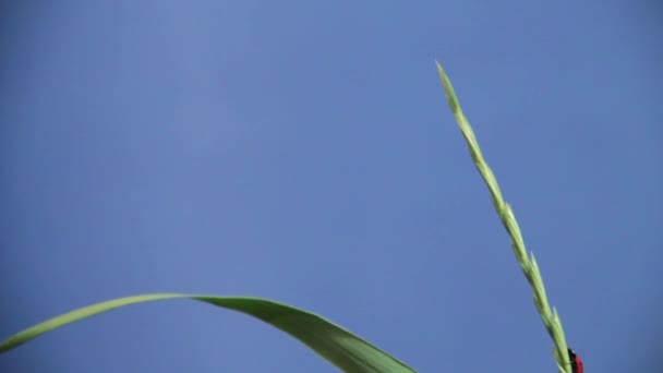 Ladybird crawls on a plant — Stock Video