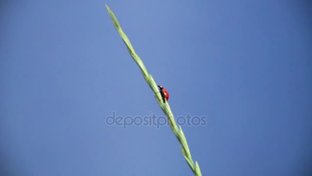 Mariquita se arrastra sobre una planta — Vídeos de Stock