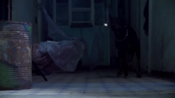 Runing doberman nel buio — Video Stock