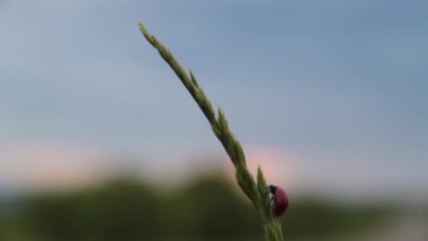 Mariquita se arrastra sobre una planta — Vídeos de Stock