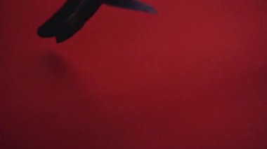 Çin kaligrafi. Kırmızı kağıda yazı