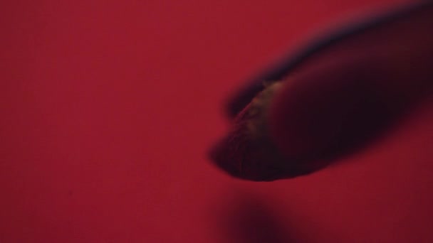 Calligraphie chinoise. Écriture sur papier rouge 