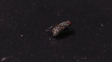 Makro çekim bir sineğin bir parmak yakınındaki.