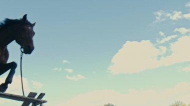 Siyah bir at bir engel atlar