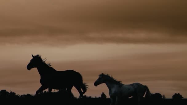 Paarden Die Een Grasveld Zonsondergang Schot Slow — Stockvideo