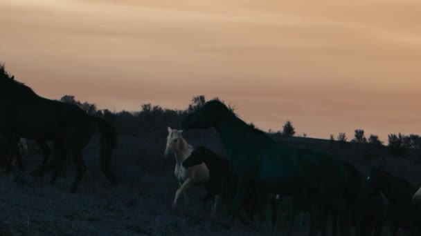 Hästar Som Körs Gräsplan Solnedgången Sköt Långsamma — Stockvideo