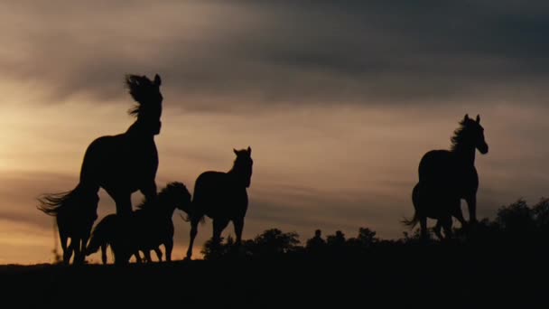 Cavalos Correndo Campo Grama Pôr Sol Tiro Câmera Lenta — Vídeo de Stock