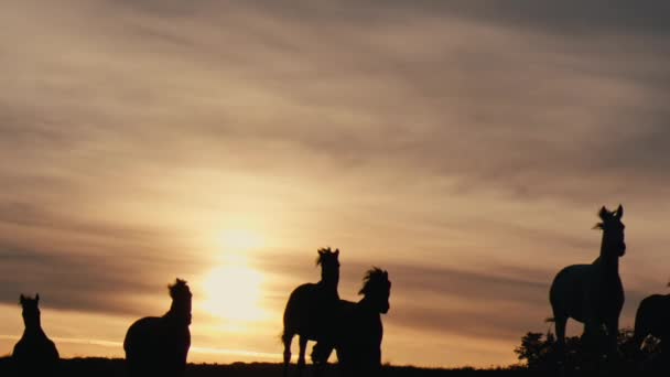 Koně Běží Travnaté Hřiště Západ Slunce Pomalé — Stock video