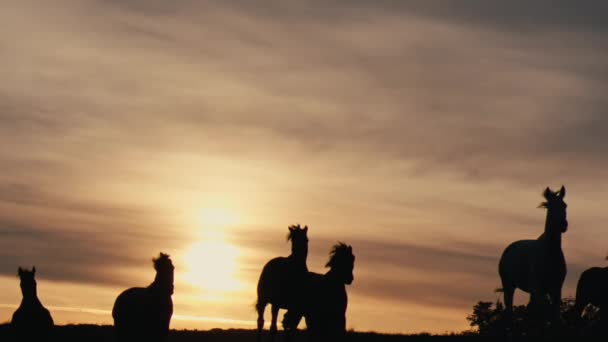 Paarden Die Een Grasveld Zonsondergang Schot Slow — Stockvideo