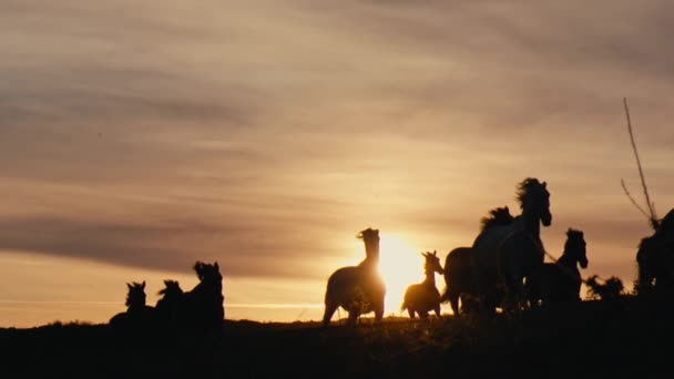 Cavalos Correndo Campo Grama Pôr Sol Tiro Câmera Lenta — Vídeo de Stock