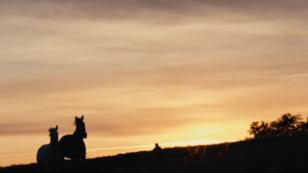 Cavalos Correndo Campo Grama Pôr Sol Tiro Câmera Lenta — Vídeo de Stock