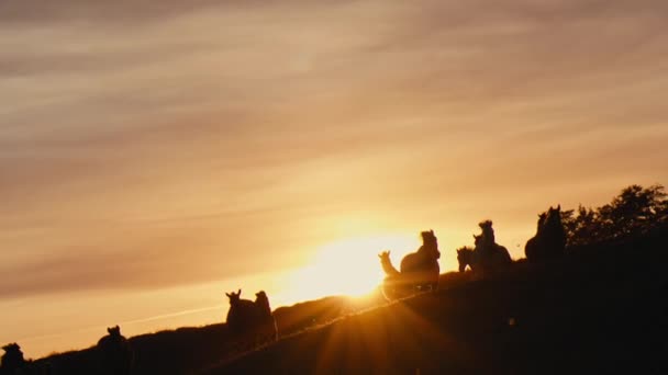 Cavalos Correndo Campo Grama Pôr Sol Tiro Câmera Lenta — Vídeo de Stock